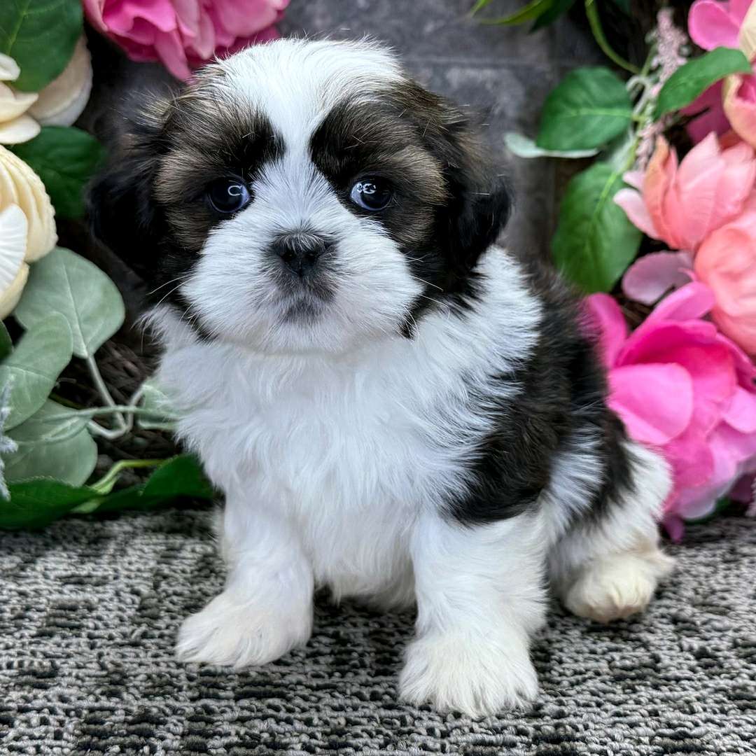 shih-tzu_1747504254VRGAAY.jpeg